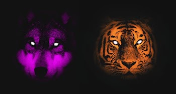 Gray wolf Siberian Tiger Lion Cat Animal, wolf transparent background PNG clipart