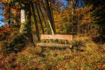 Gray Wooden Bench Near Tree