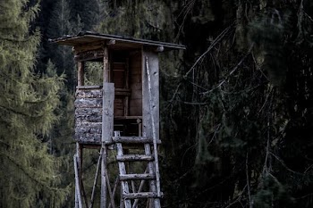 gray wooden tree house beside trees