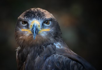 Gray Yellow and White Eagle