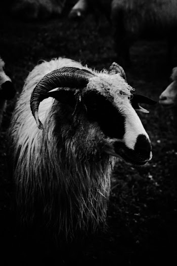 Grayascale Photo of Goat