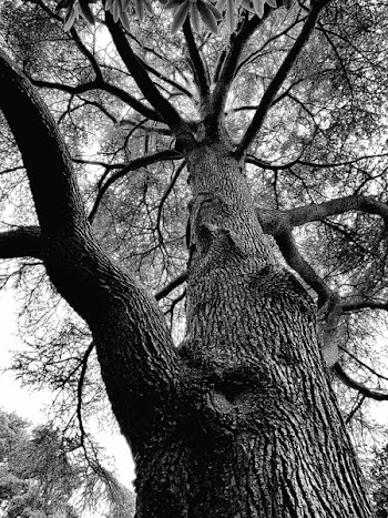 Grayscale and Low Angle Photo of Tree