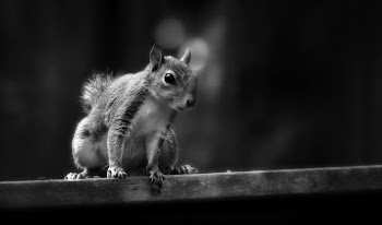 Grayscale and Selective Focus Photography of Squirrel