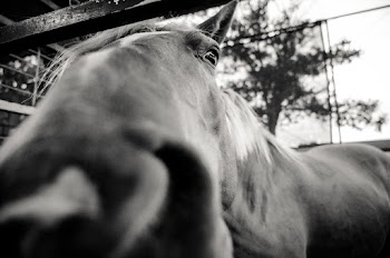 Grayscale Close-up Photo of Horse's Snout