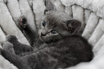 Grayscale Close-up Photo of Kitten Lying Down