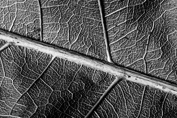Grayscale Close-up Photo of Leaf Veins