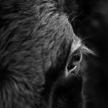 Grayscale Close-up Photography of Horse