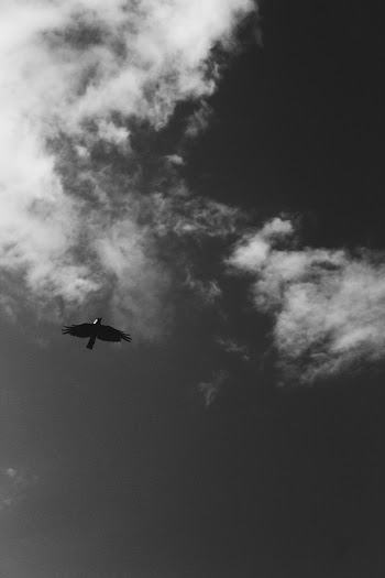 Grayscale Low Angle Photo of Soaring Bird