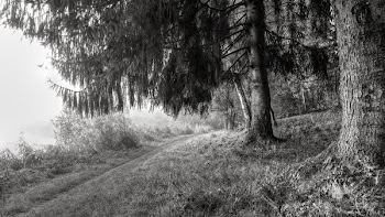 Grayscale of Forest Trees