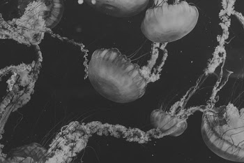 grayscale of jellyfish phot o