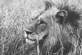 Grayscale of Male Lion on Grass