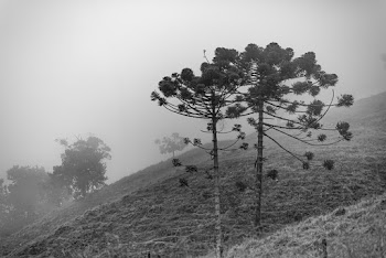 Grayscale of Trees