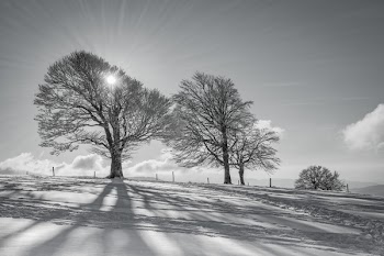 Grayscale of Trees