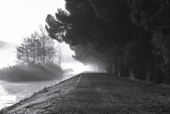 Grayscale Of Trees Near Body Of Water