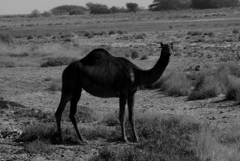 Grayscale Photo of a Camel in Desert 