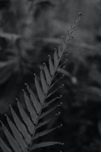 Grayscale Photo of a Plant · Free Stock Photo
