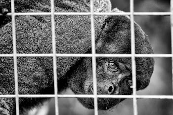 Grayscale Photo of Animal