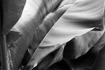 Grayscale Photo of Banana Leaf