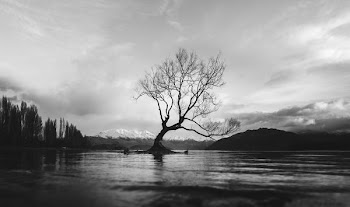 grayscale photo of bare tree on calm body of water