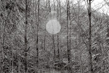 Grayscale Photo of Bare Trees
