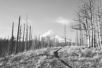 Grayscale Photo of Bare Trees Near Mountain