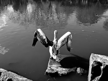Grayscale Photo Of Bird