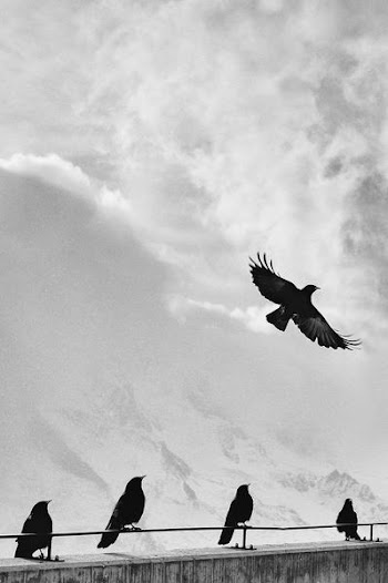 grayscale photo of birds