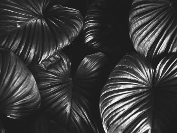 Grayscale Photo of Caladium