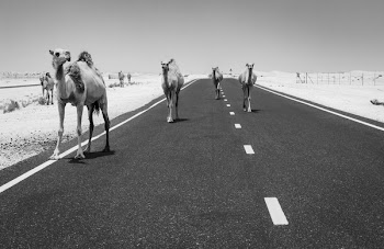 Grayscale Photo Of Camels On The Road