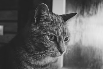Grayscale Photo of Cat