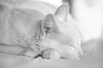 Grayscale Photo Of Cat 