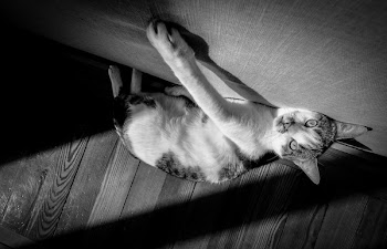 Grayscale Photo of Cat Laying on the Floor