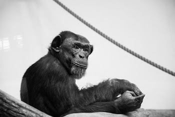 Grayscale Photo of Chimpanzee