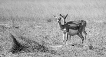 Grayscale Photo of Deers on Grass Field