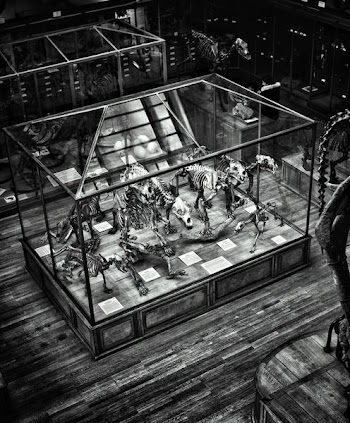 grayscale photo of dinosaur skeletons on clear glass box