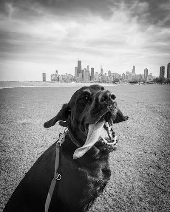 Grayscale Photo Of Dog 