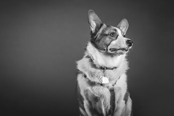 grayscale photo of dog facing right direction