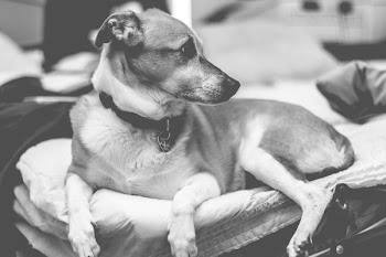 grayscale photo of dog lying on bed
