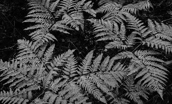 Grayscale Photo Of Fern Plants