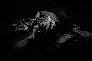 grayscale photo of flower