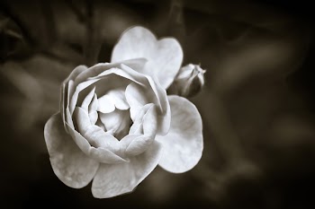 Grayscale Photo of Flower in Bloom