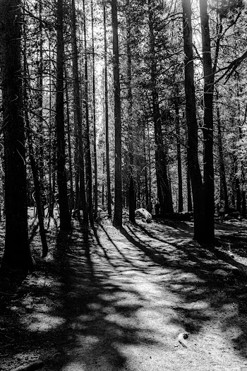 Grayscale Photo Of Forest
