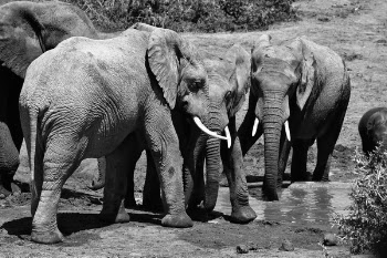 Grayscale Photo of Four Elephants