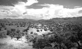 Grayscale Photo of Green Trees