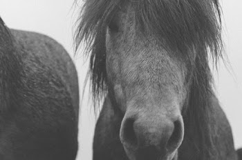 Grayscale Photo of Horse