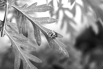 Grayscale Photo of Ladybug on Plant