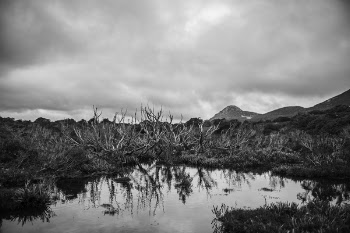 Grayscale Photo of Landscape With Bare Trees