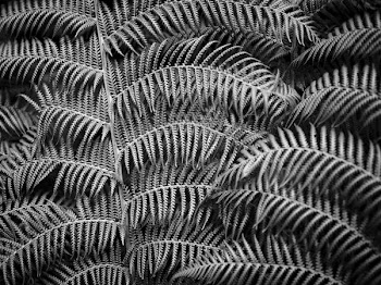 grayscale photo of leaf
