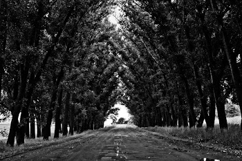 grayscale photo of leaf trees at daytime