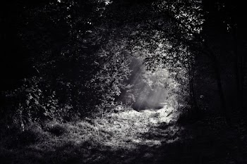 grayscale photo of leafed plants surround path
